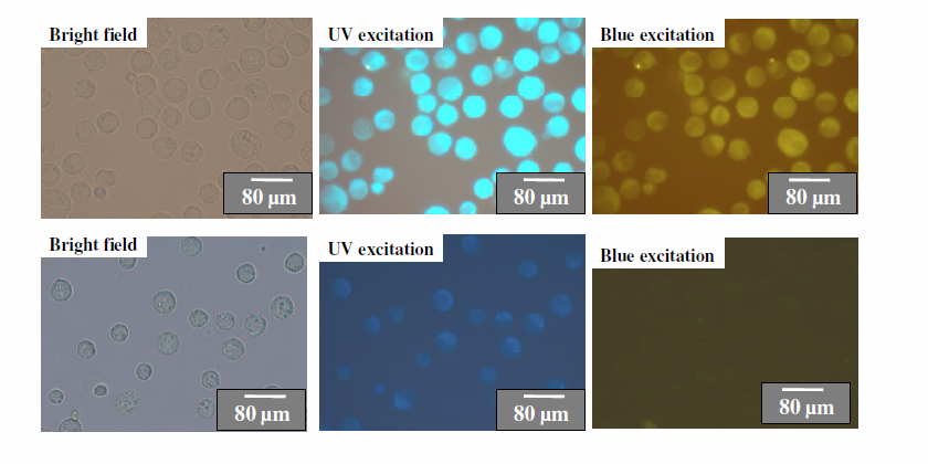 carbon nanoparticles